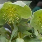 7 heléboros de flores verdes