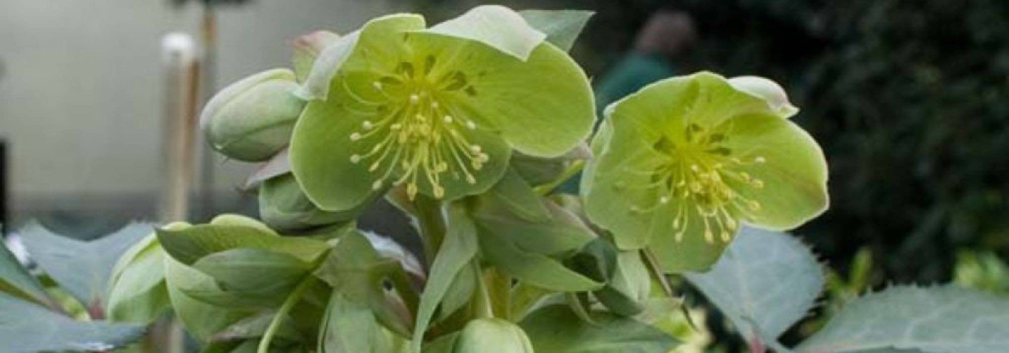 7 heléboros de flores verdes