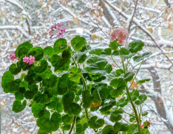 Os cuidados a ter com o pelargónio no inverno