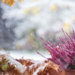 Plante sem gastar muito e dê cor ao jardim no inverno