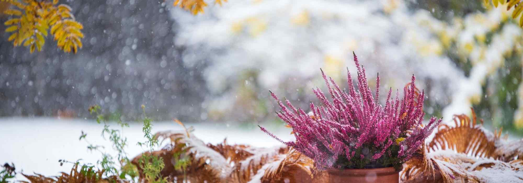 Plante sem gastar muito e dê cor ao jardim no inverno