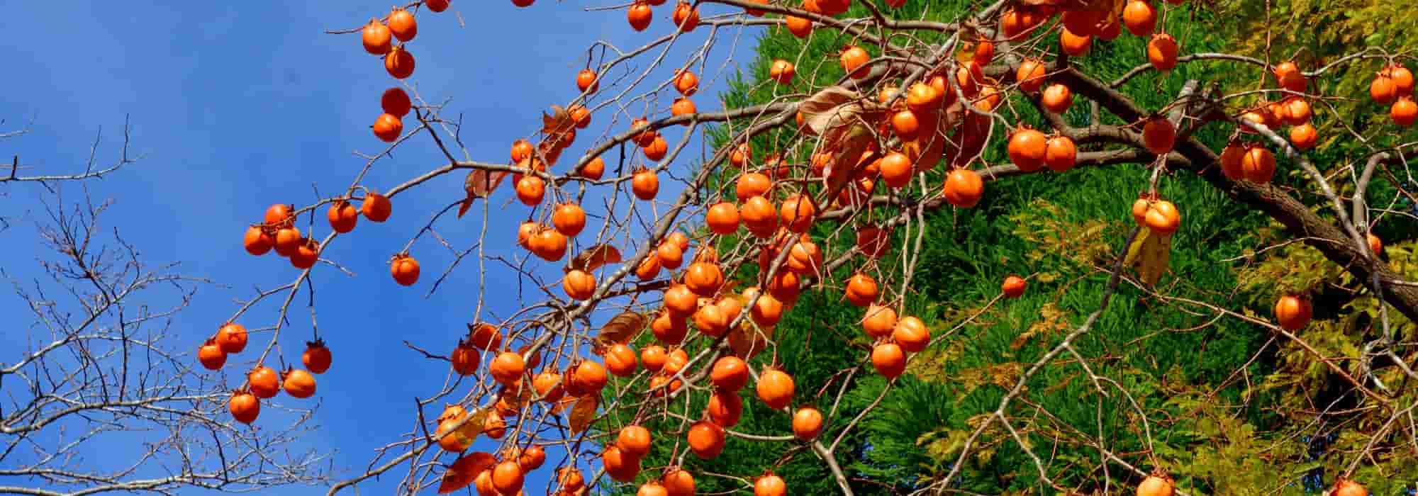 Porque é que o meu diospireiro não dá frutos?