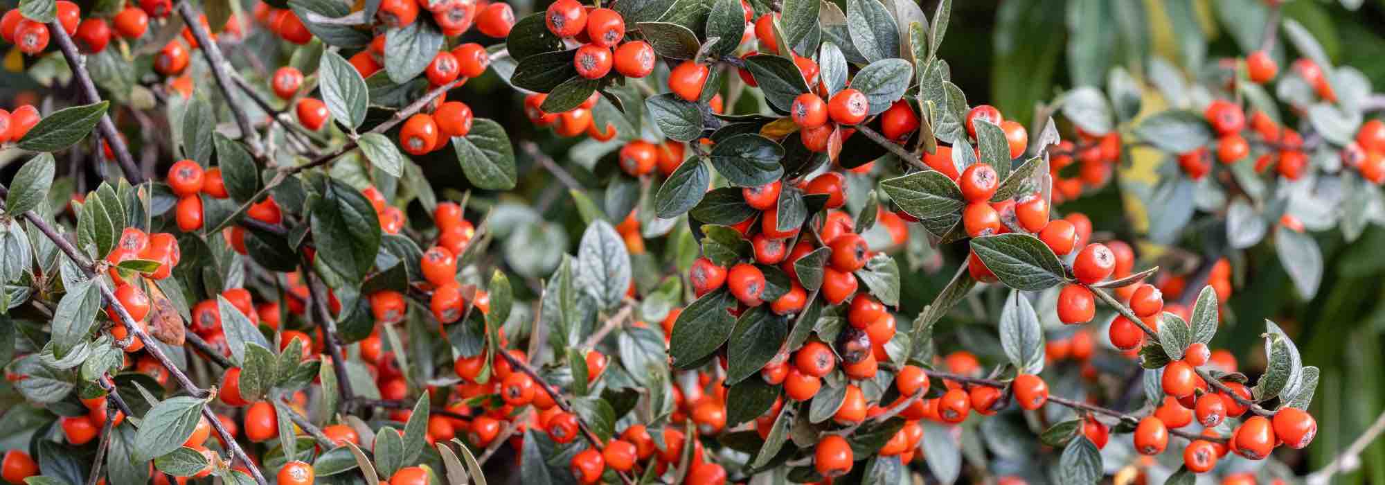 Doenças e pragas dos Cotoneaster