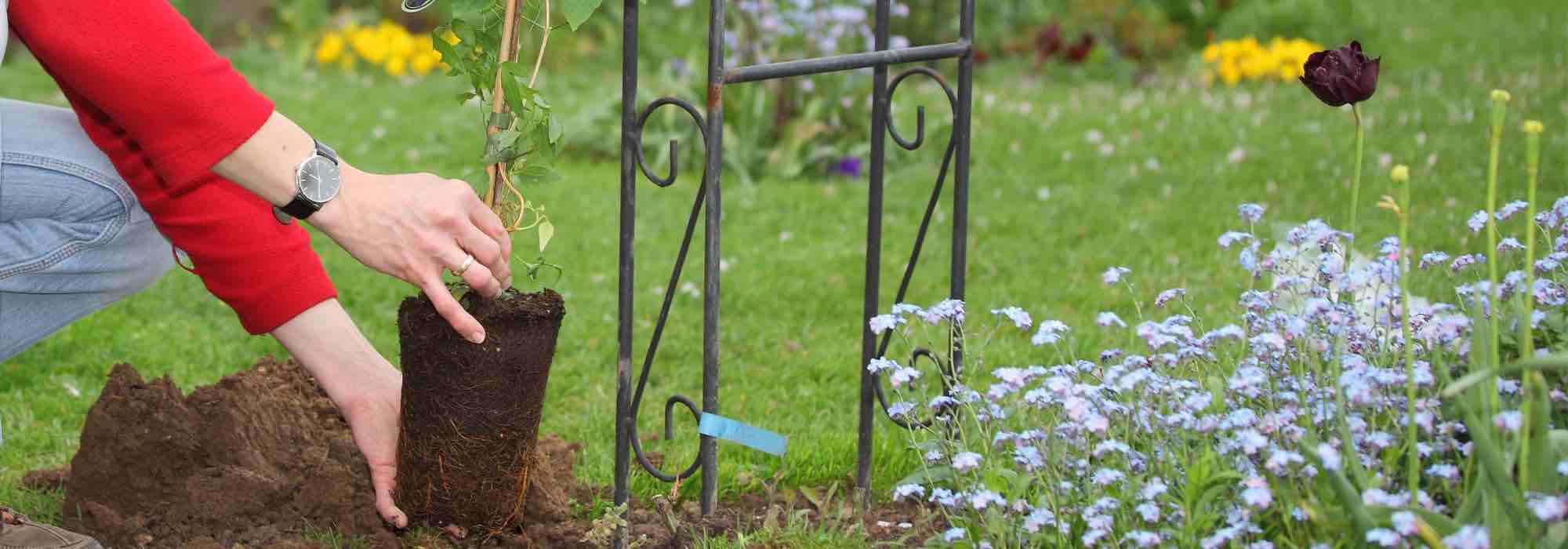 A melhor época para plantar plantas trepadeiras