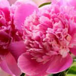 5 peónias com flores cor-de-rosa