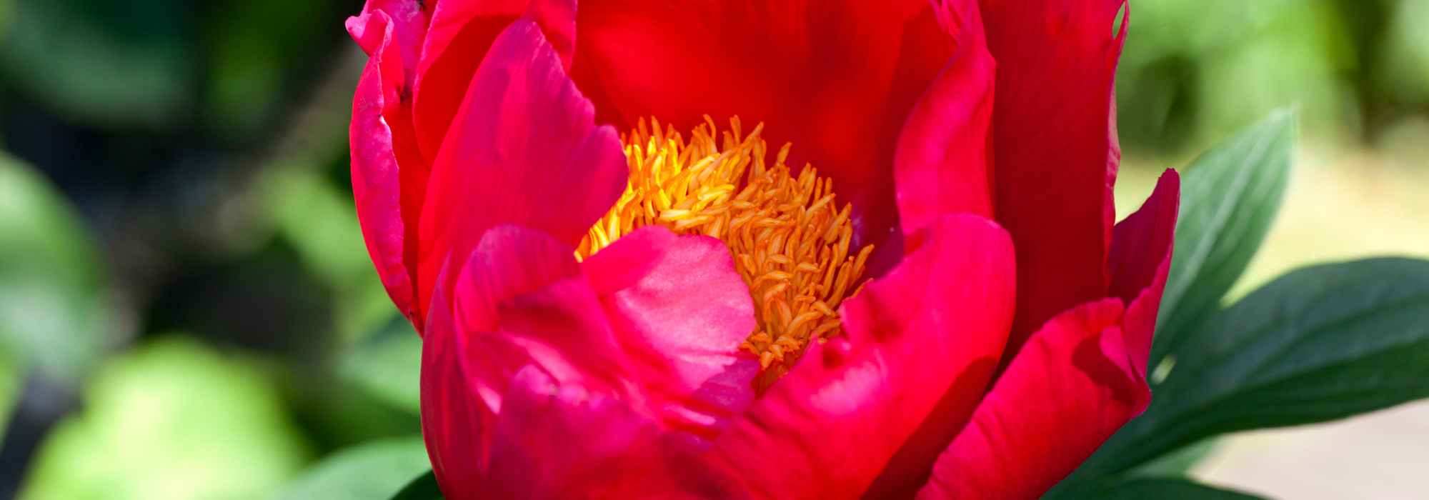 6 peónias de flores vermelhas