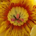 7 peónias anãs para bordaduras ou jardins pequenos