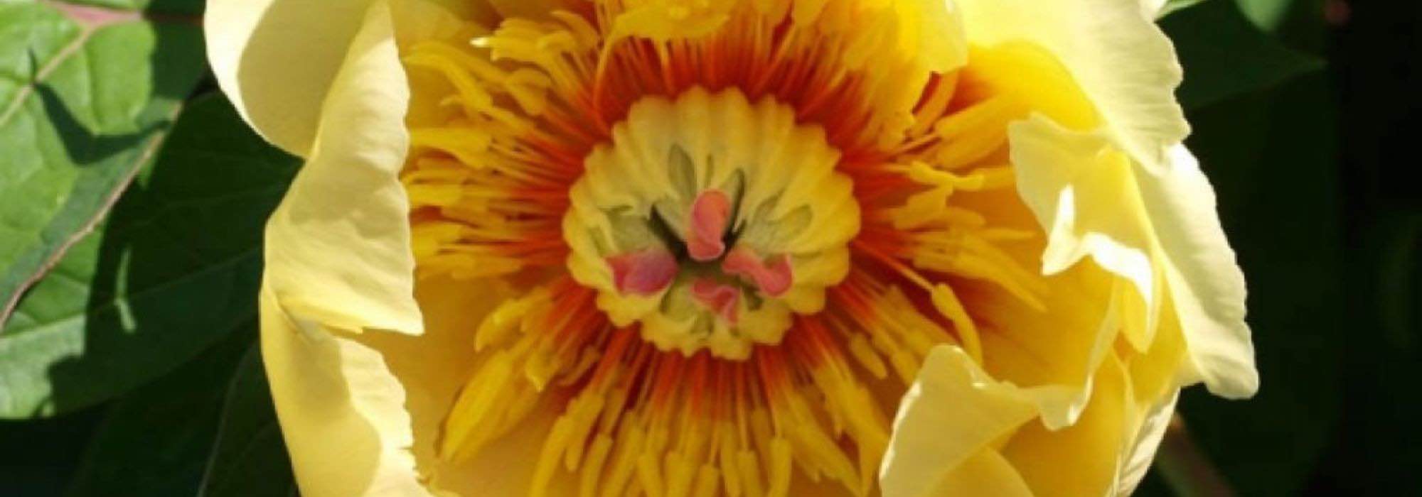 7 peónias anãs para bordaduras ou jardins pequenos