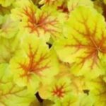 Introduzir folhagens amarelo-douradas no jardim