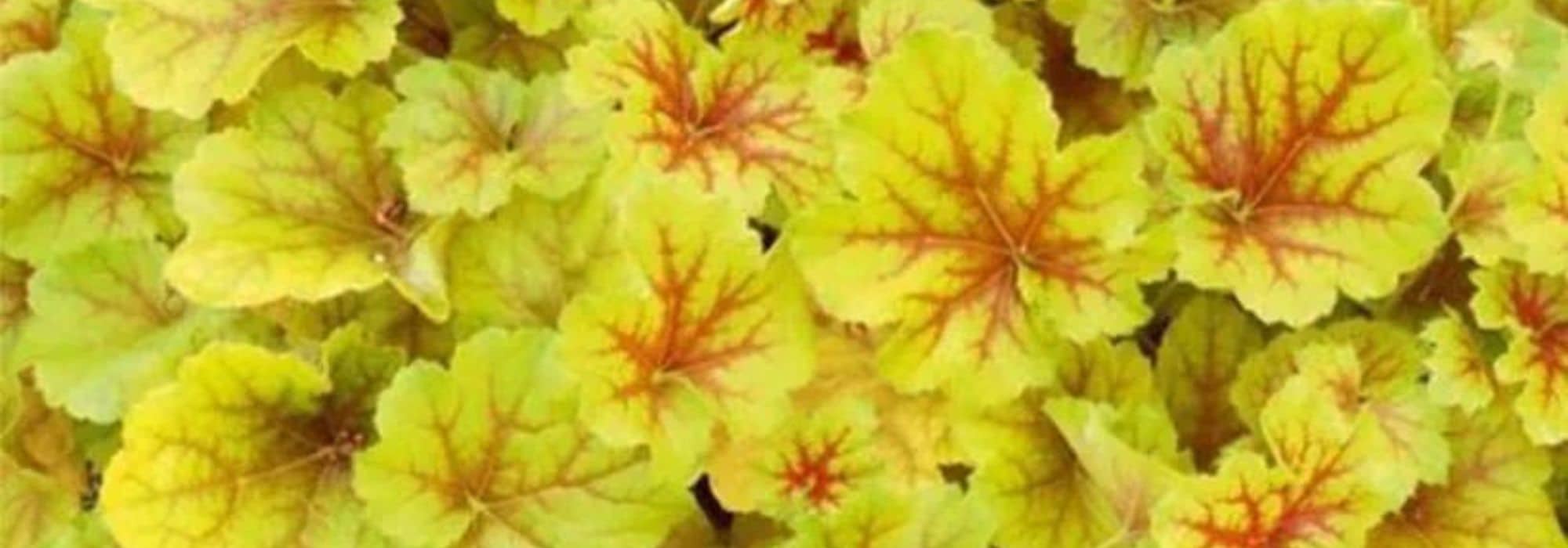Introduzir folhagens amarelo-douradas no jardim