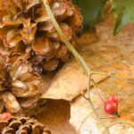 As melhores plantas de interior para decorar a sua casa no Natal