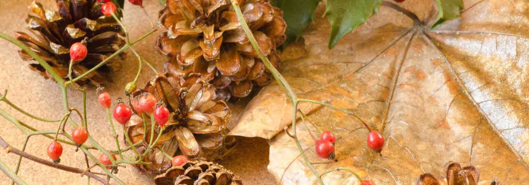 As melhores plantas de interior para decorar a sua casa no Natal