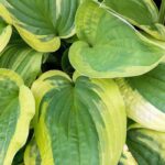 Embeleze o seu jardim com plantas de folhagem variegada
