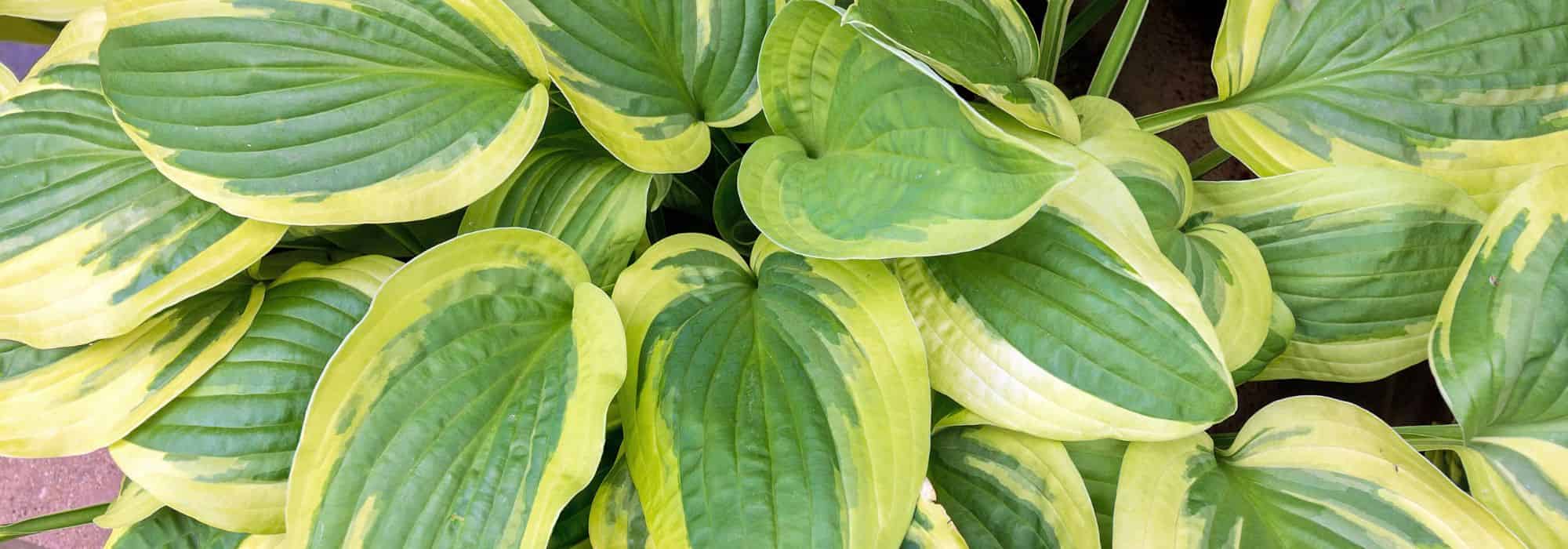 Embeleze o seu jardim com plantas de folhagem variegada