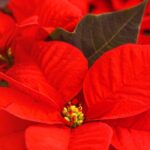 Cultivar a Poinsétia, a incontornável planta de Natal