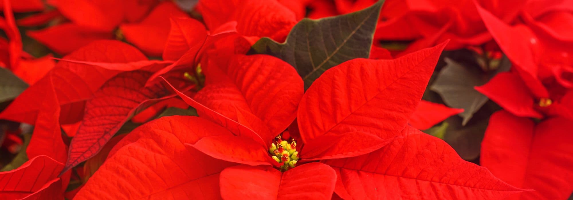 Cultivar a Poinsétia, a incontornável planta de Natal