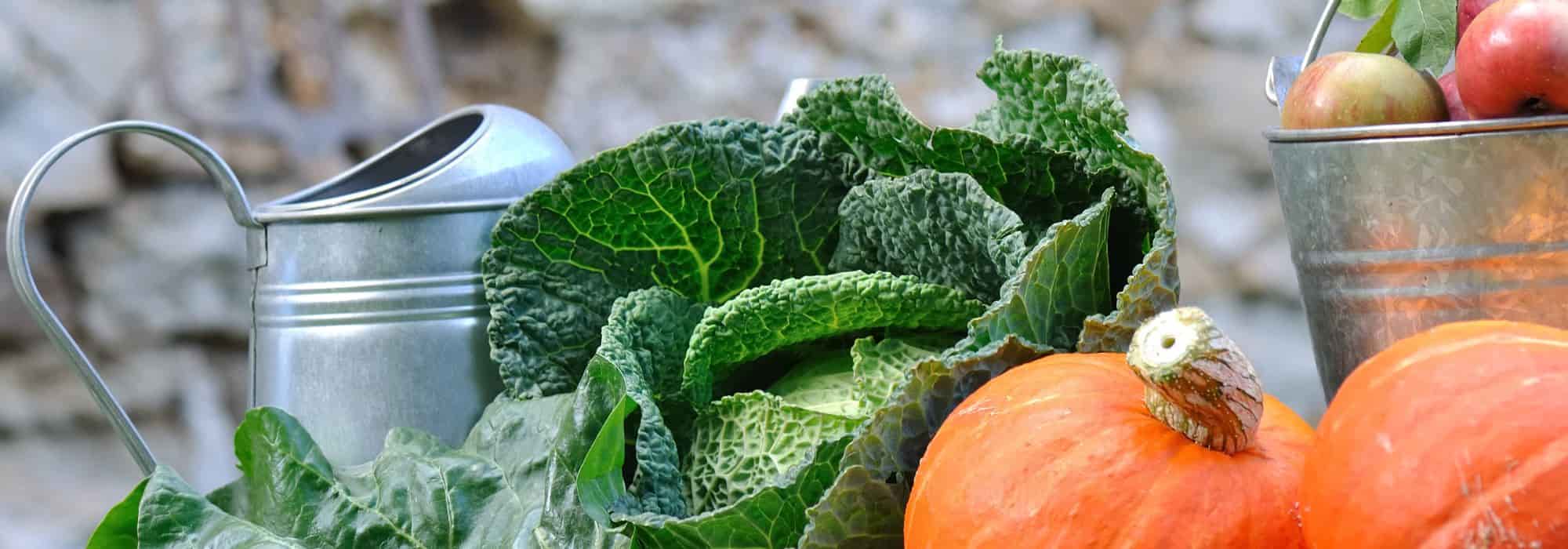 Preparar a horta para o inverno