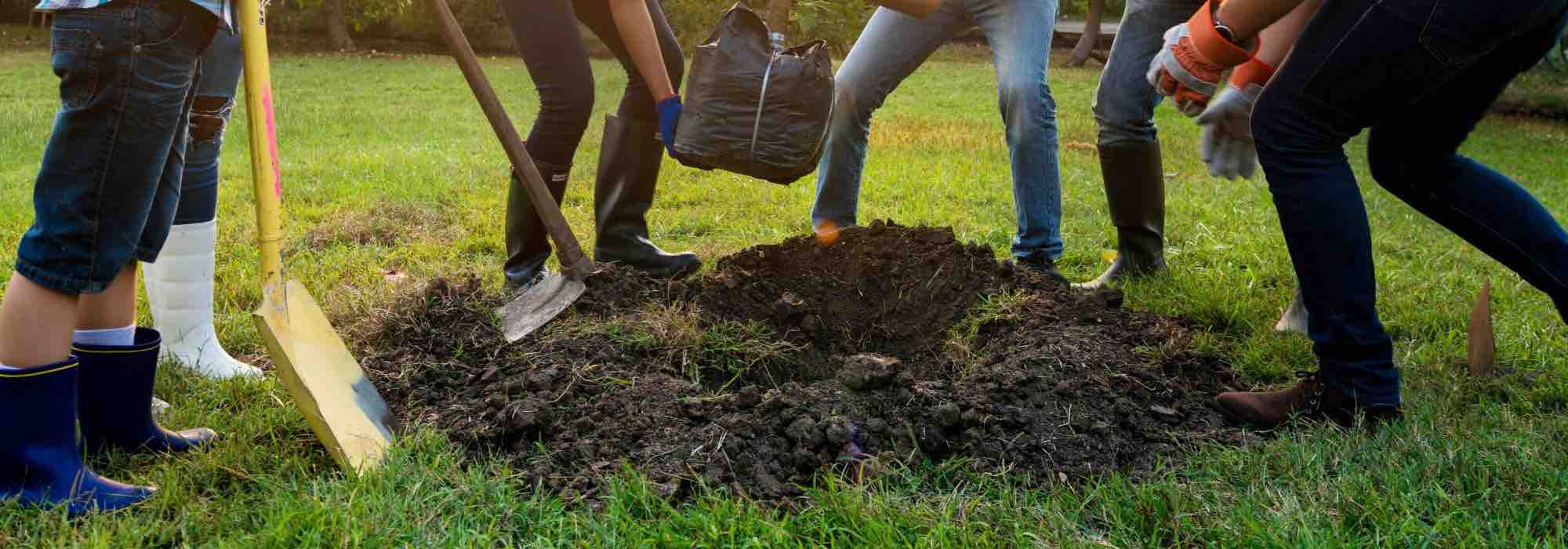 Qual é a melhor época para plantar uma árvore?