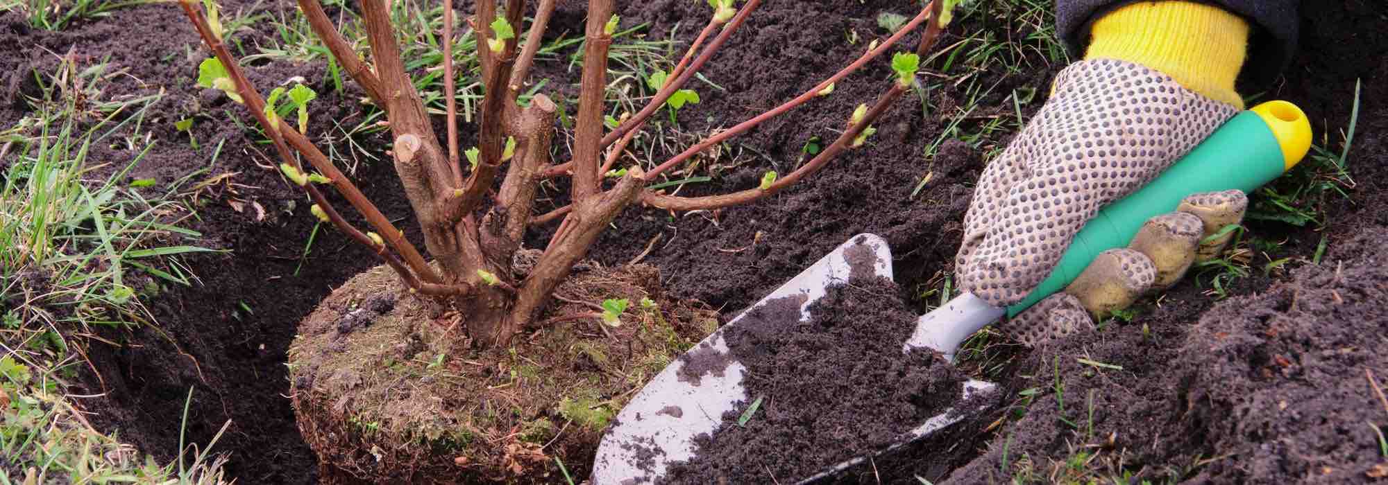 Qual é a melhor época para plantar arbustos?