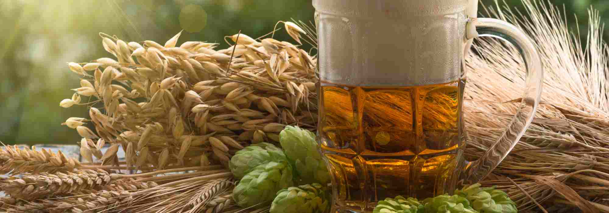 Escolher a variedade de lúpulo adequada para fabricar a sua cerveja