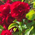 Porque é que a minha roseira não floresce?