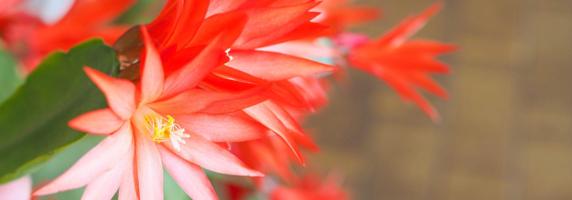 Porque é que o meu cacto-estrela não floresce?