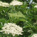 5 arbustos baratos para um jardim bonito a baixo preço