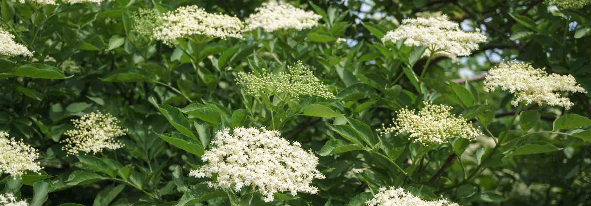 5 arbustos baratos para um jardim bonito a baixo preço