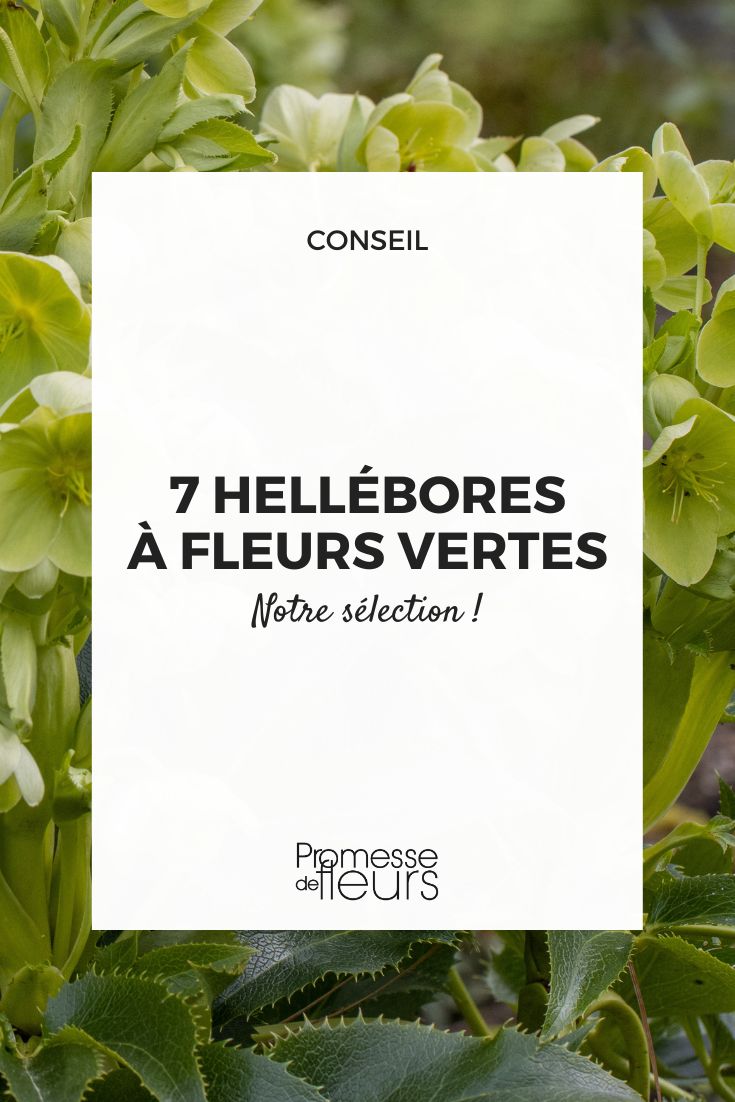heléboro-da-córsega