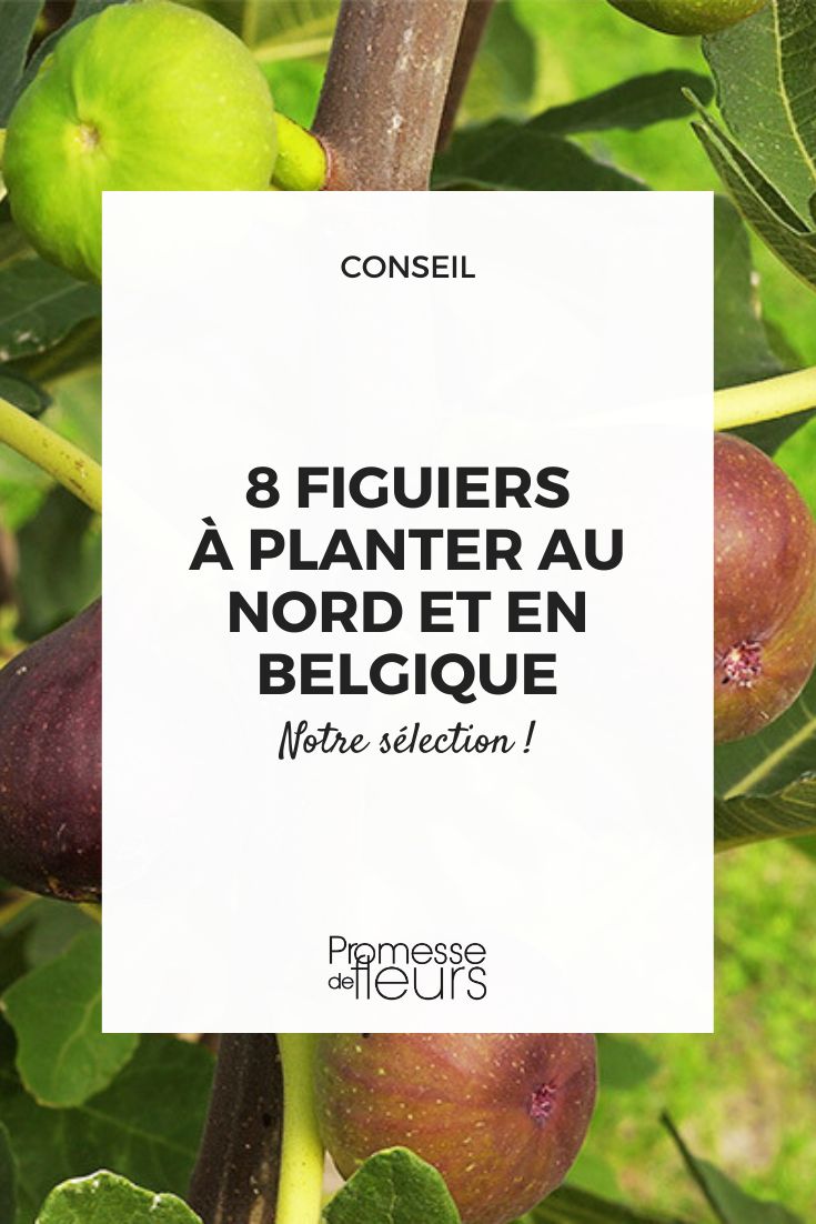 As melhores variedades de figueira para plantar no Norte e na Bélgica