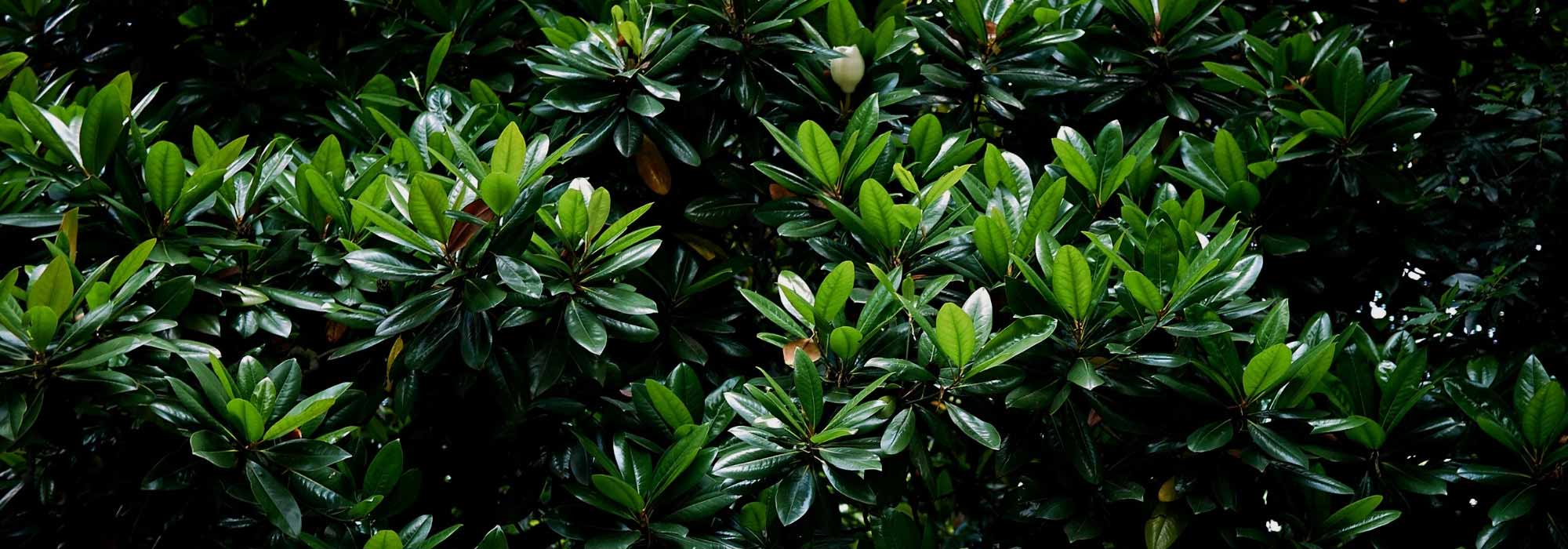 7 árvores de folhagem persistente