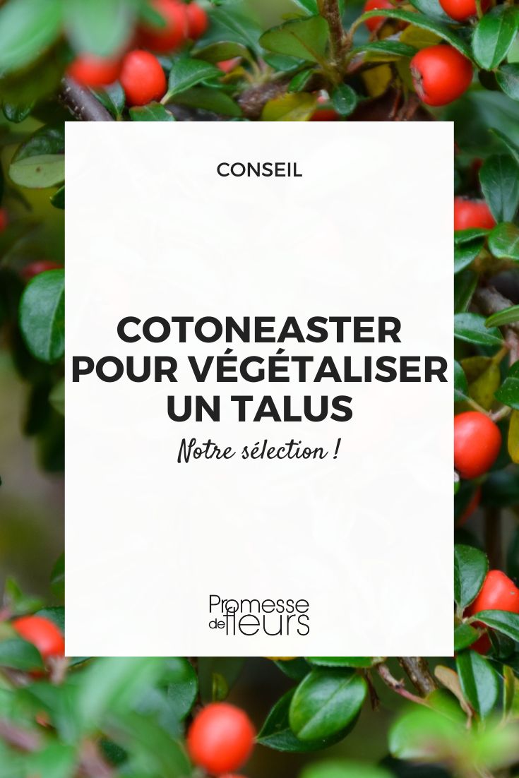 escolher um Cotoneaster