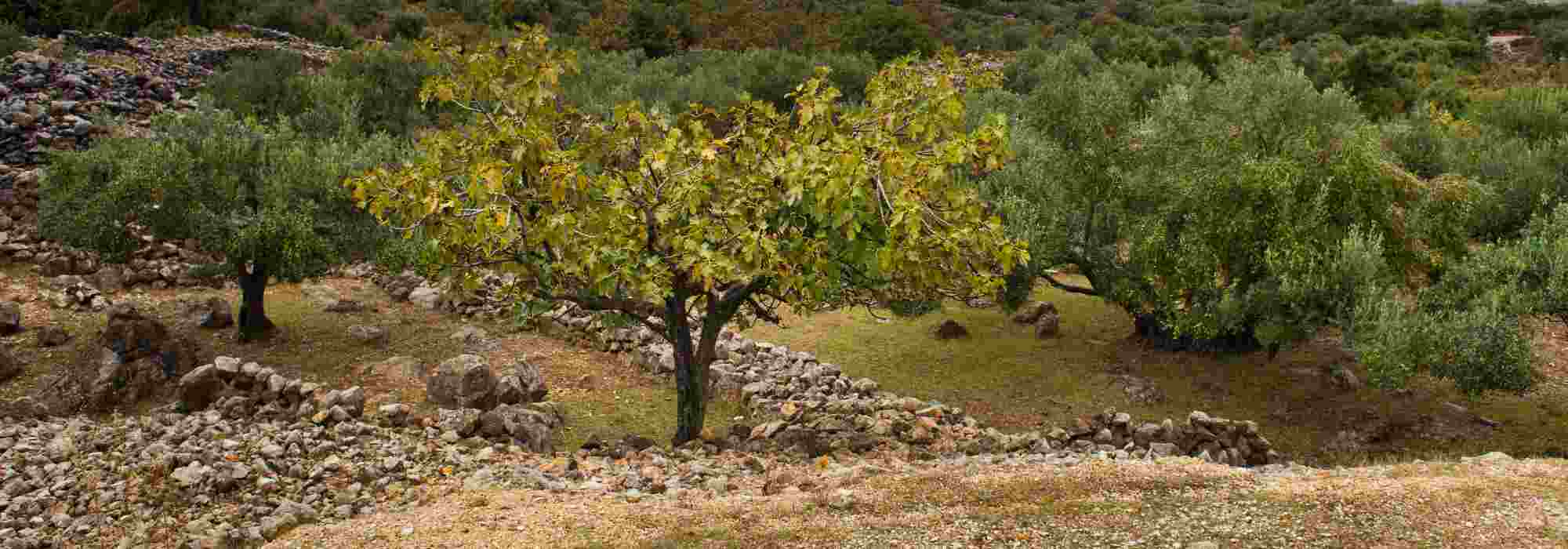 5 fruteiras para solo calcário