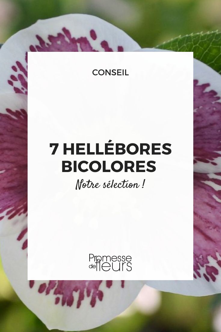 Heléboro ViV Antonella