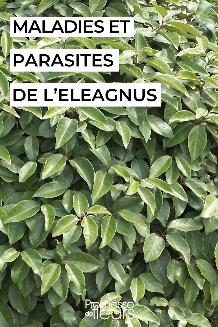 Prevenir e tratar as doenças do eleagno