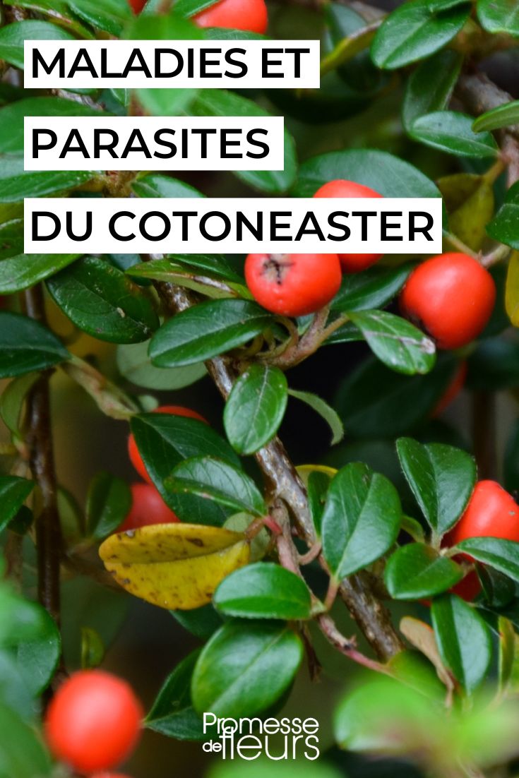 cotoneaster doente