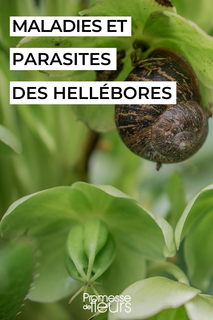 Cuidar de um heléboro