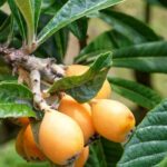 Porque é que a minha nespereira não dá frutos?