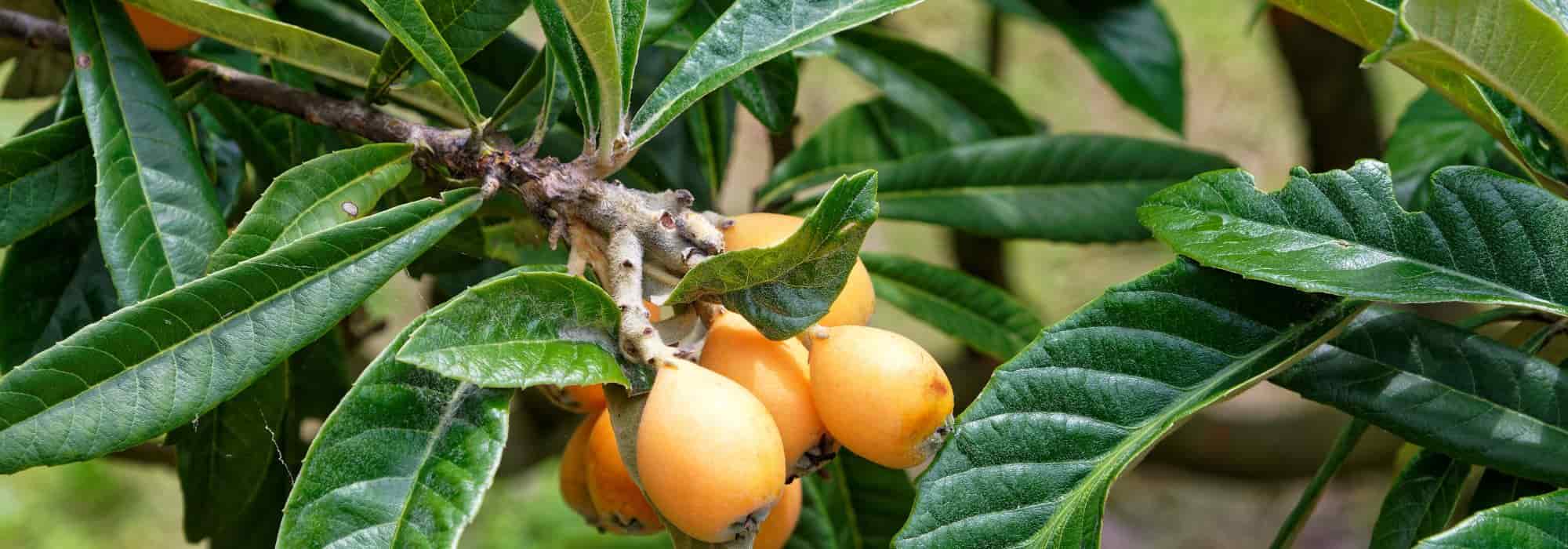Porque é que a minha nespereira não dá frutos?