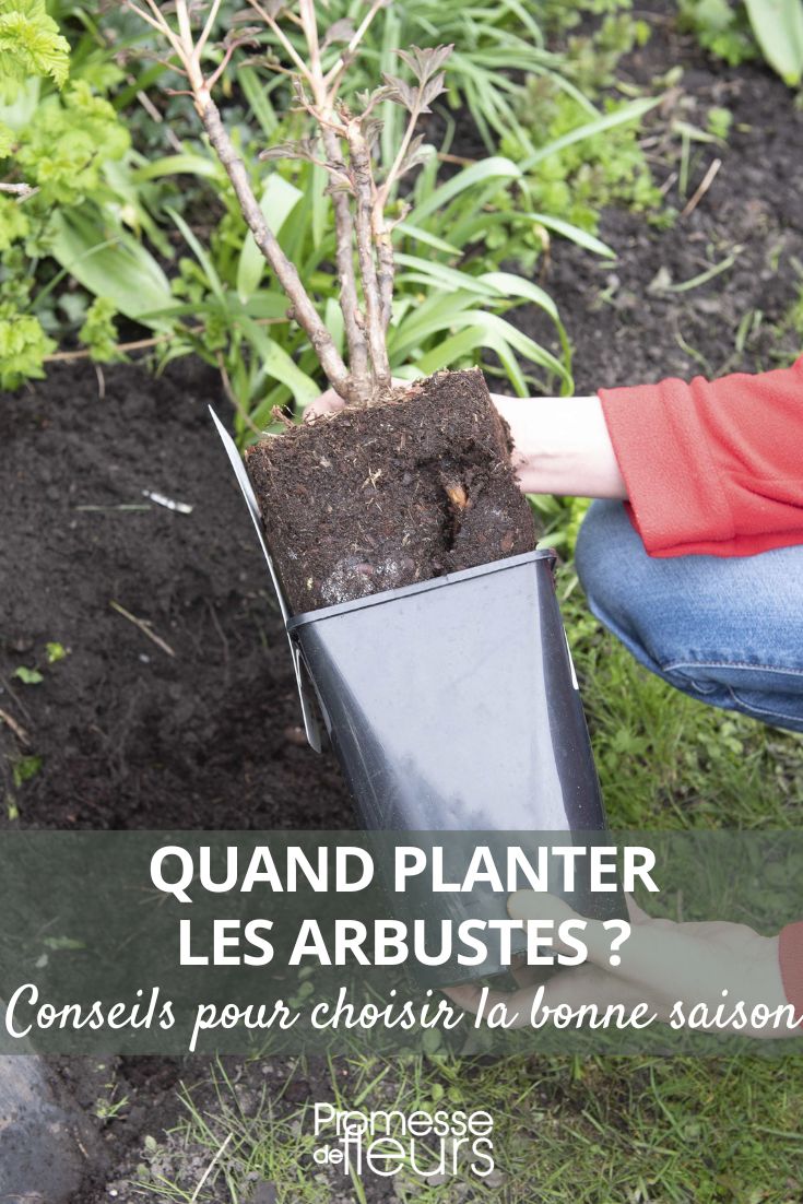 quando plantar arbustos
