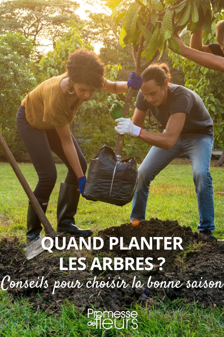 Quando plantar árvores?