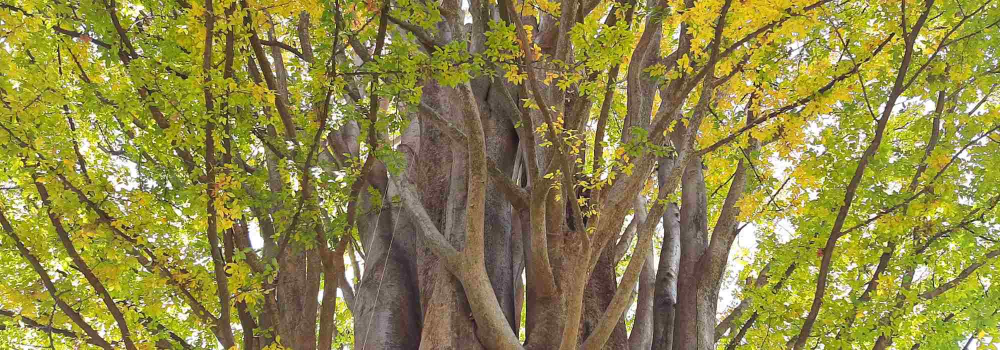 Zelkova - olmo-do-japão: plantar e cuidar