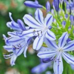 Agapanto bicolor: 5 variedades indispensáveis