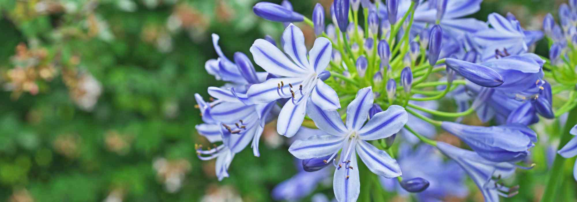 Agapanto bicolor: 5 variedades indispensáveis
