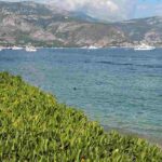 5 arbustos para uma sebe junto ao mar