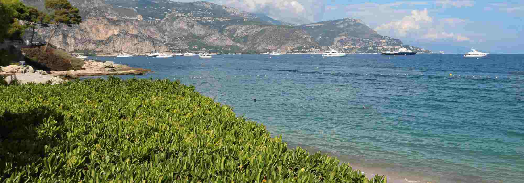 5 arbustos para uma sebe junto ao mar