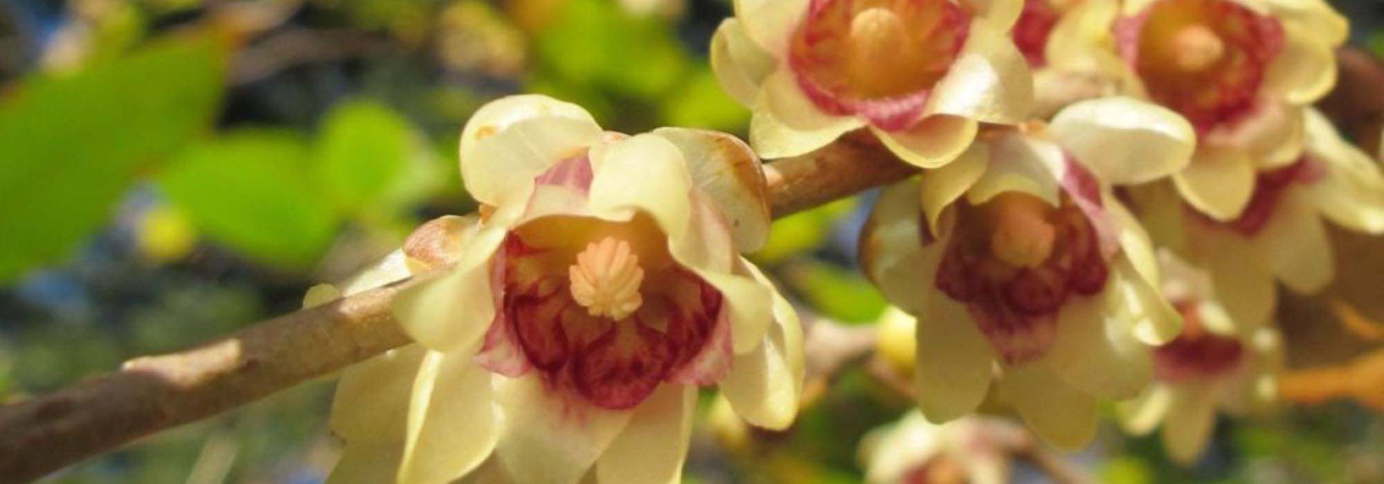 7 arbustos de sebe com floração de inverno