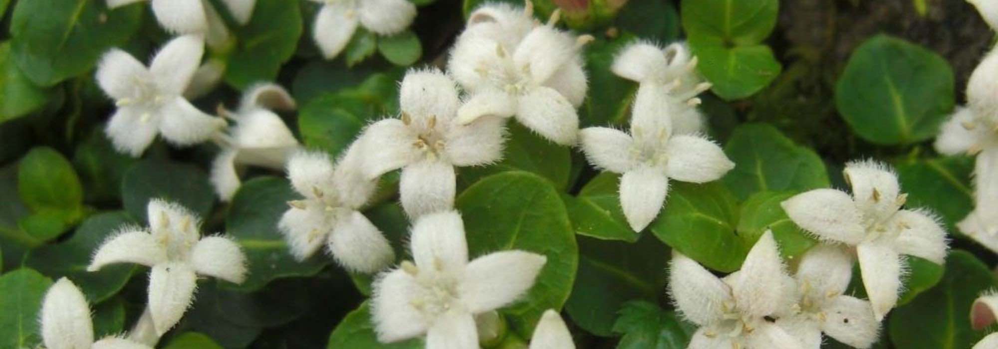 Jardim sem manutenção: 5 árvores e arbustos adaptados a qualquer clima