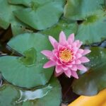 Instalar um nenúfar num pequeno lago numa varanda ou num terraço