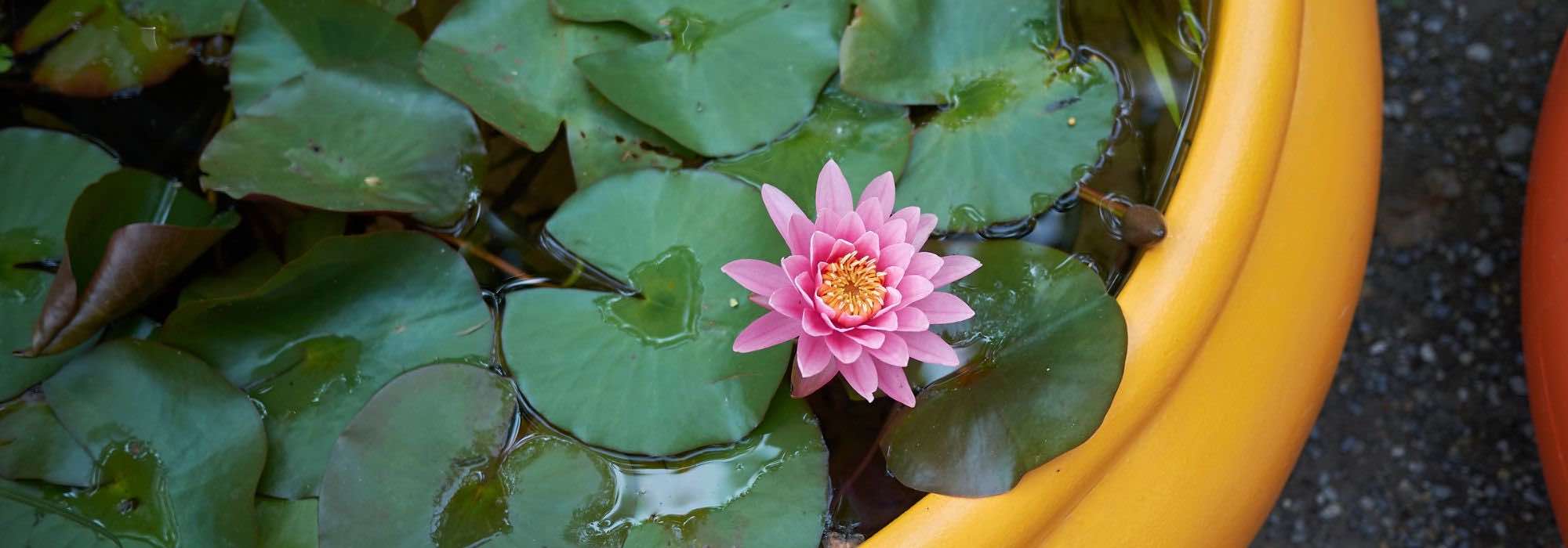 Instalar um nenúfar num pequeno lago numa varanda ou num terraço